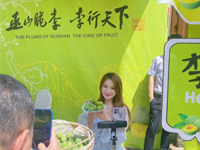 重庆第六届巫山脆李开园活动直播及短视频服务