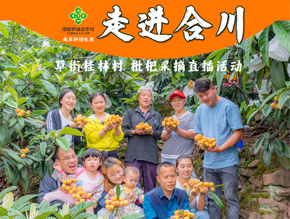 走进合川枇杷直播活动2025年5月